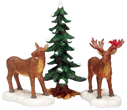 Mr & Mrs Moose