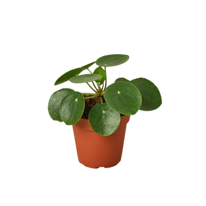 Pilea Peperomioides Chinese Money Plant | Easy Care Coin-Shaped Leaves | House Plant Shop