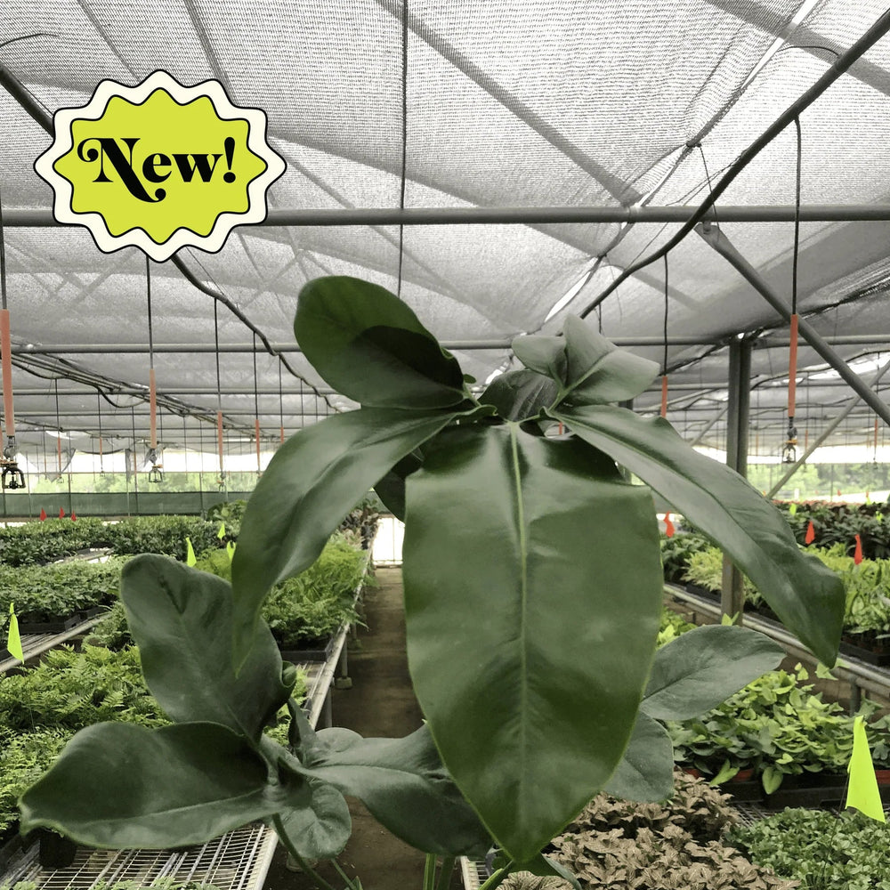 Philodendron 'Goeldii'