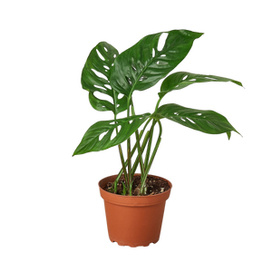 Monstera Adansonii Swiss Cheese | Easy Care Vining Plant | House Plant Shop