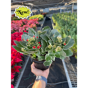 Kalanchoe 'Blossfeldiana'