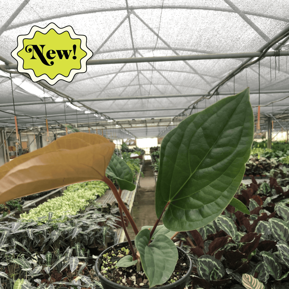 Anthurium 'Radicans x Luxurians'
