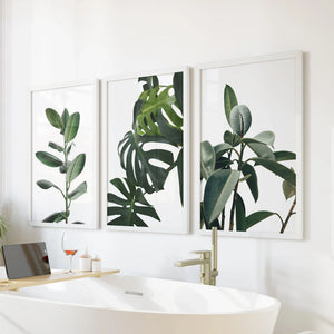 Botanical Set of 3  Prints. Tropical Monstera, Rubber Plant