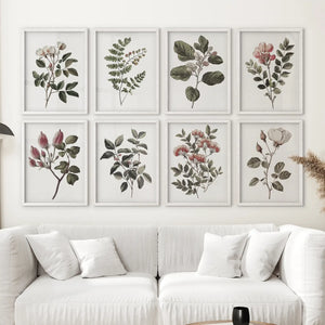 Antique Botanical set of 8 Prints. White Rose Wall Art