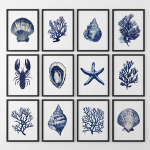 Bundle Coral, Shell, Lobster Wall Art. Set of 12 Artwork