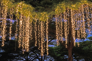 600 Warm White micro-LED lights
