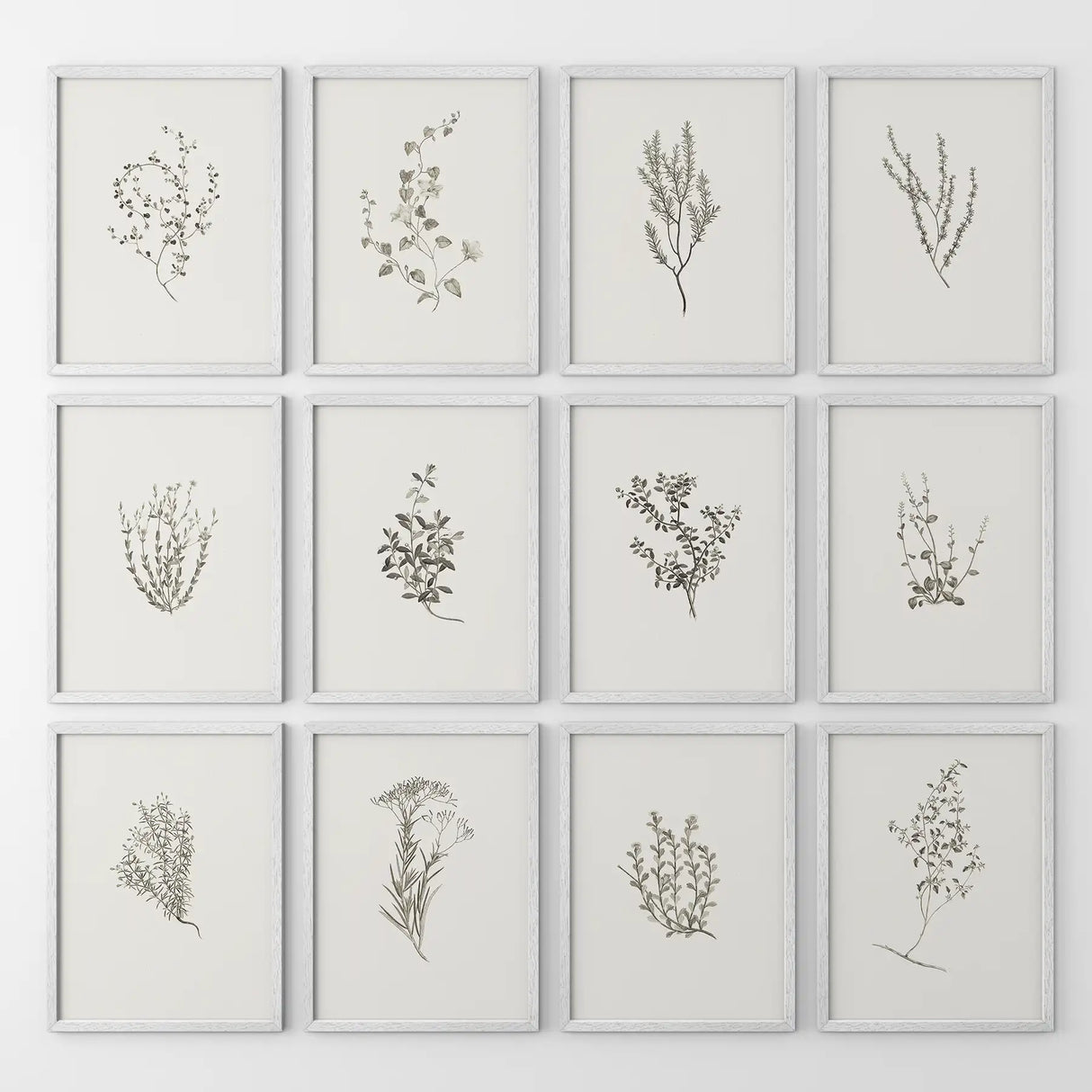 Minimalist Herbal Botanical Wall Art. Vintage Set of 12 Prints