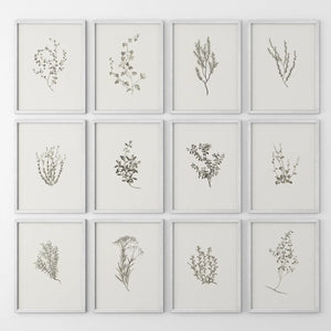 Minimalist Herbal Botanical Wall Art. Vintage Set of 12 Prints