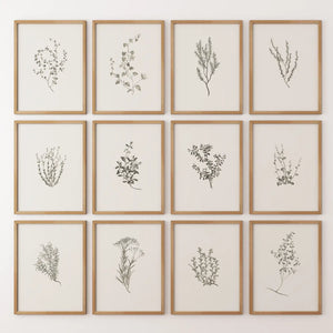 Minimalist Herbal Botanical Wall Art. Vintage Set of 12 Prints