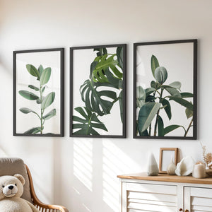 Botanical Set of 3  Prints. Tropical Monstera, Rubber Plant