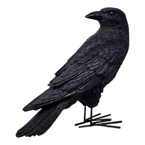 Fright Night Crow - Looking Behind