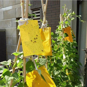 Yellow Sticky Fly Traps 10pcs – Double-Sided Glue Boards for Flies, Aphids & Whitefly
