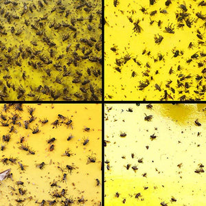 Yellow Sticky Fly Traps 10pcs – Double-Sided Glue Boards for Flies, Aphids & Whitefly