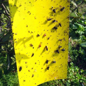 Yellow Sticky Fly Traps 10pcs – Double-Sided Glue Boards for Flies, Aphids & Whitefly