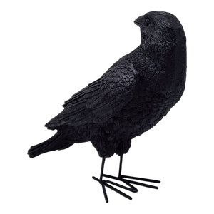 Fright Night Crow - Looking Behind