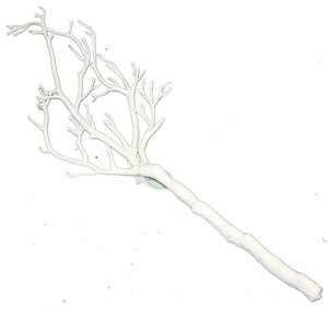 26 inch White Leafless Branch