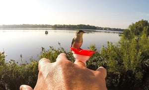 Hummer Ring - Hand Feed Hummingbirds
