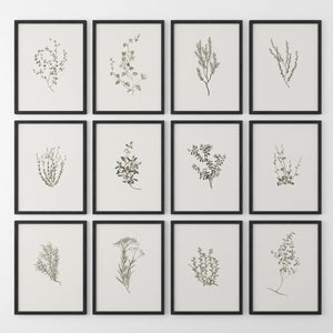 Minimalist Herbal Botanical Wall Art. Vintage Set of 12 Prints