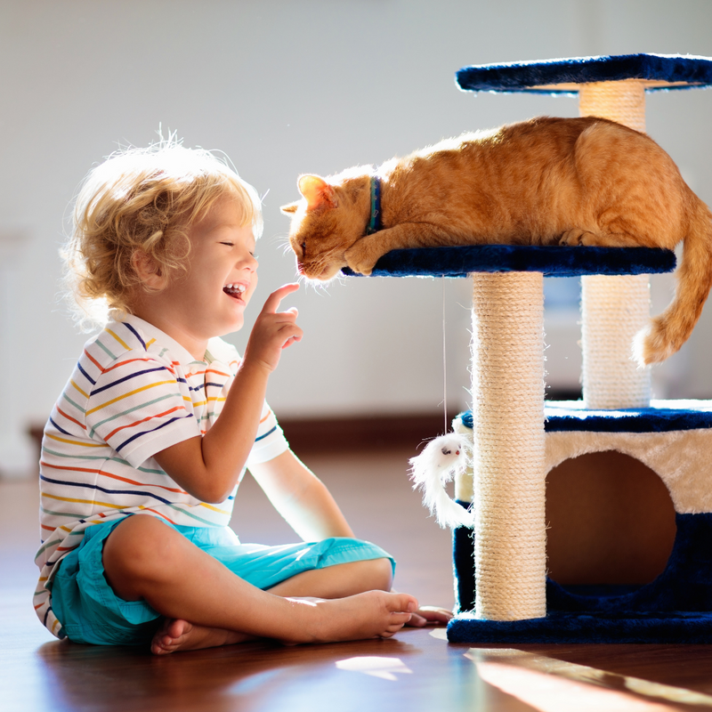 Tuesday morning cat tree best sale