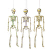Lighted Skeleton with Moving Eyes -