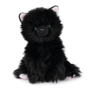 Xavier  Kitten