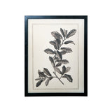 Black & White Botanical Art - 2 Pc Asst