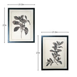 Black-&-White-Botanical-Art-2-Pc-Asst-Posters,-Prints,-&-Visual-Artwork