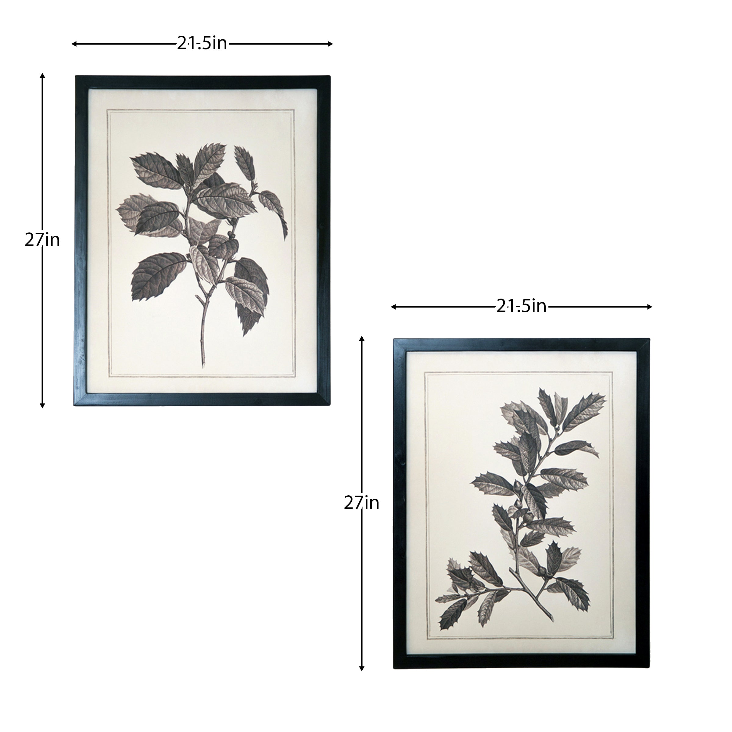 Black-&-White-Botanical-Art-2-Pc-Asst-Posters,-Prints,-&-Visual-Artwork
